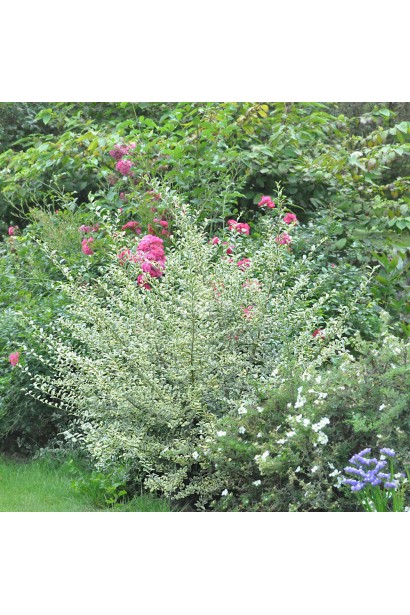 Бірючина ібота Мюслі